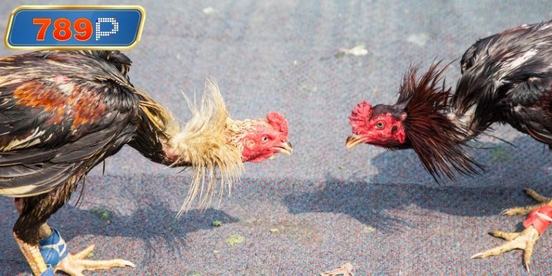 Đá gà truyền thống kịch tính bậc nhất