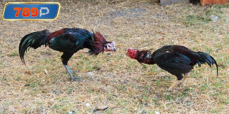 Hoạt động xem gà mỹ trực tiếp tại đấu trường 