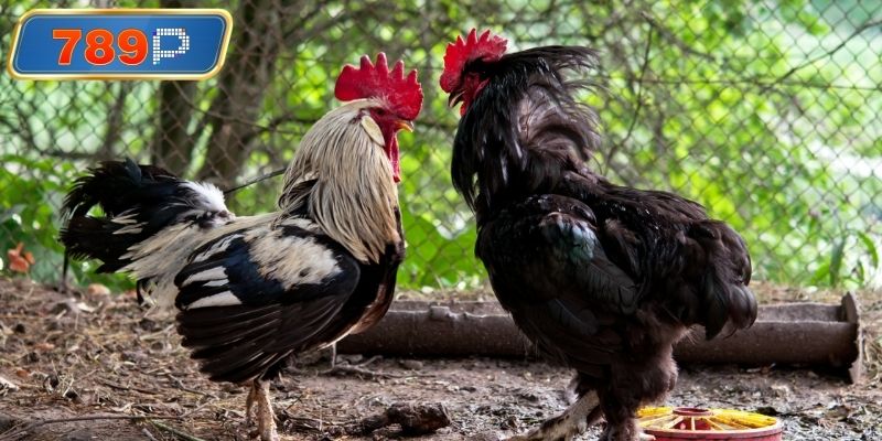 Phân tích lịch sử đối đầu của các chiến kê